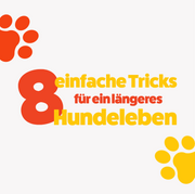 8 einfache Tricks für ein längeres Hundeleben