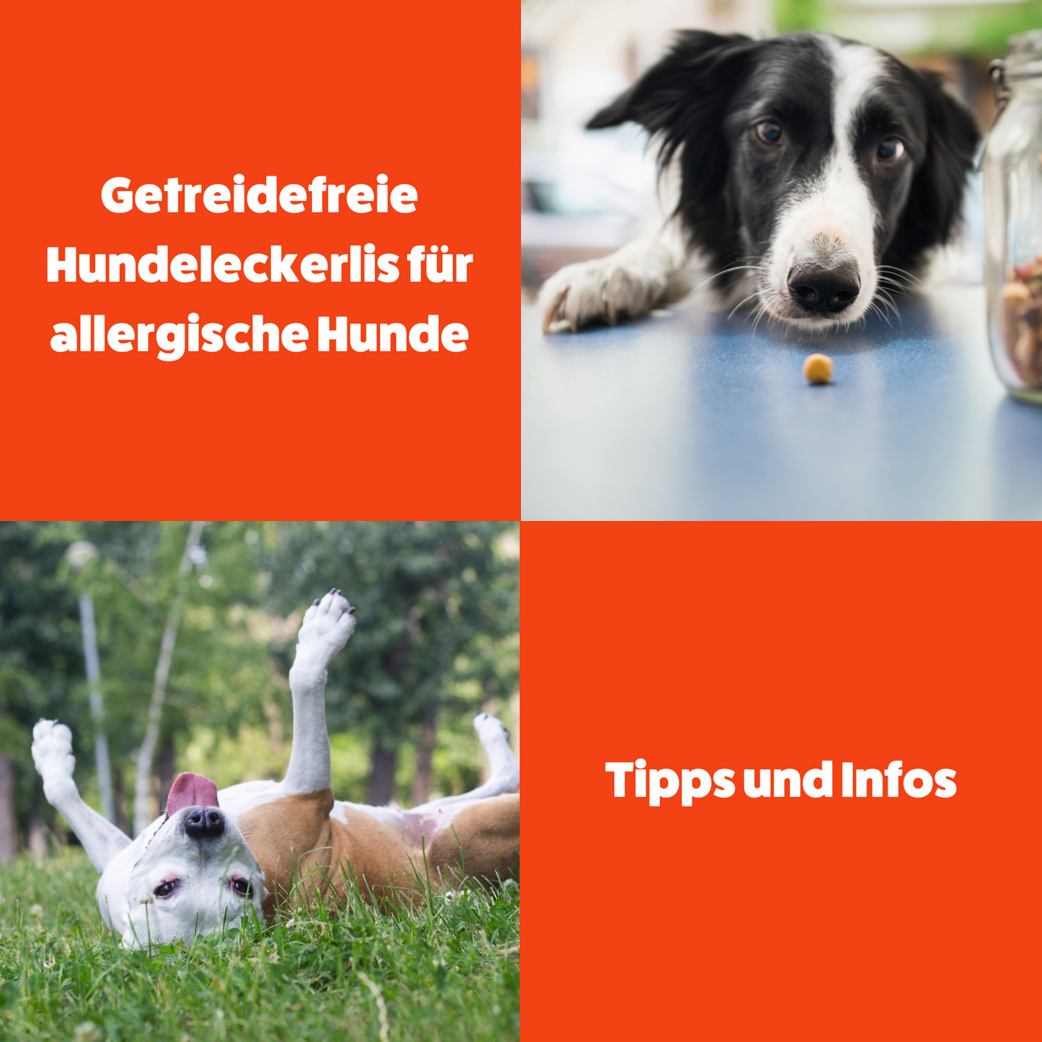 Tipps und Infos: Getreidefreie Hundeleckerlis für allergische Hunde