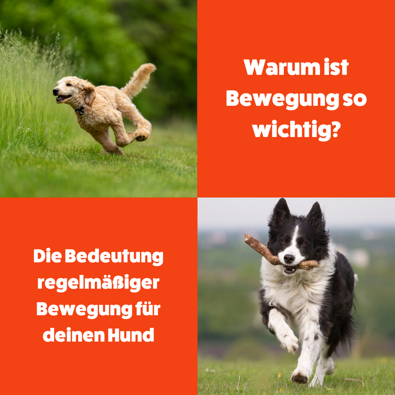 Die Bedeutung regelmäßiger Bewegung für deinen Hund